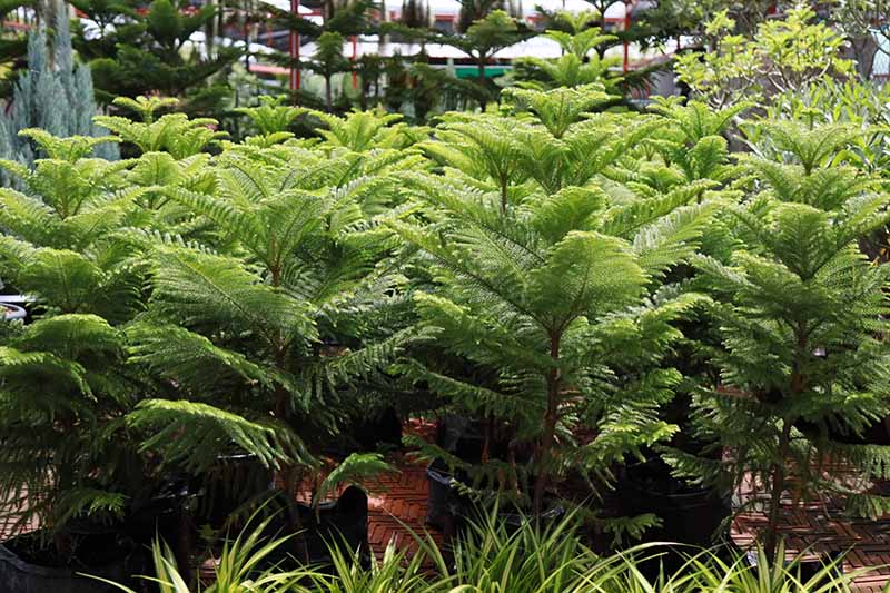 Gazebo Parts Direct Sales Store 44 Gazebo Parts Direct Sales Store -Suministros De Jardineria Ventas 2024 How to Grow Norfolk Pine Cover
