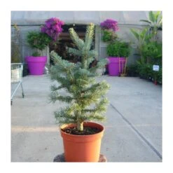 Gazebo Parts Direct Sales Store 33 Abies Lasiocarpa Compacta Glauca