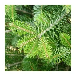 Gazebo Parts Direct Sales Store -Suministros De Jardineria Ventas 2024 abies nordmanniana 1