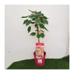 Gazebo Parts Direct Sales Store -Suministros De Jardineria Ventas 2024 acer negundo flamingo 1