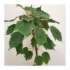 Acer Negundo Flamingo -Suministros De Jardineria Ventas 2024 acer negundo flamingo