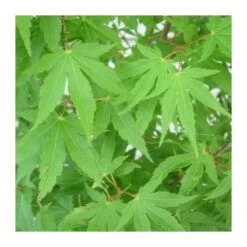 Acer Palmatum