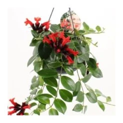 Aeschynanthus Mona Lisa