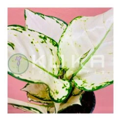 Aglaonema White Joy -Suministros De Jardineria Ventas 2024 aglaonema white joy 1