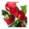 Anthurium Andreanum Variado Sin Flor COMPRA 2 Y PAGA 1 -Suministros De Jardineria Ventas 2024 anthurium andreanum
