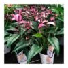 Anthurium Zizou -Suministros De Jardineria Ventas 2024 anthurium zizou