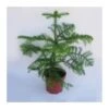 Araucaria Excelsa -Suministros De Jardineria Ventas 2024 araucaria excelsa 4