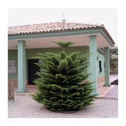 Araucaria Excelsa -Suministros De Jardineria Ventas 2024 araucaria excelsa 6