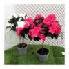 Azalea Copa -Suministros De Jardineria Ventas 2024 azalea simsii