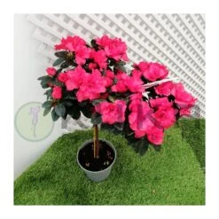 Azalea Copa -Suministros De Jardineria Ventas 2024 azalea simsii 2