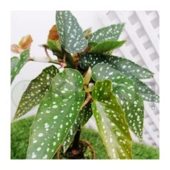 Begonia Tamaya -Suministros De Jardineria Ventas 2024 begonia tamaya 2