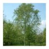 Betula Verrucosa Alba Pendula -Suministros De Jardineria Ventas 2024 betula verrucosa