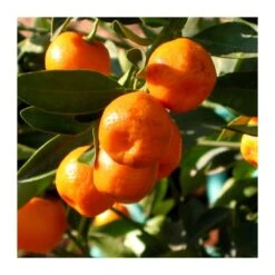 Calamondin