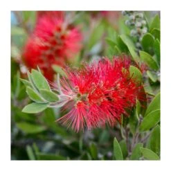 Callistemon Citrinus "splendens"