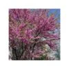 Cercis Siliquastrum 2 Cercis Siliquastrum -Suministros De Jardineria Ventas 2024 cercis siliquastrum