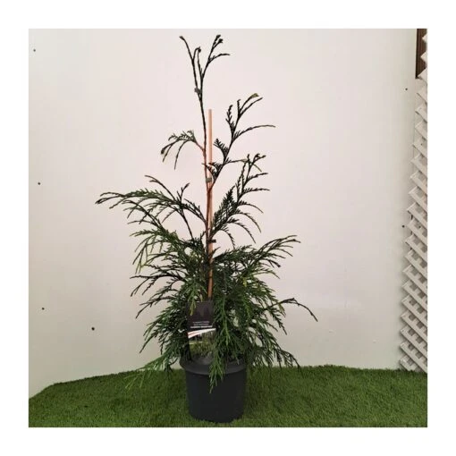 Chamaecyparis Naldrich Moutain 2 Chamaecyparis Naldrich Moutain -Suministros De Jardineria Ventas 2024 chamaecyparis naldrich moutain