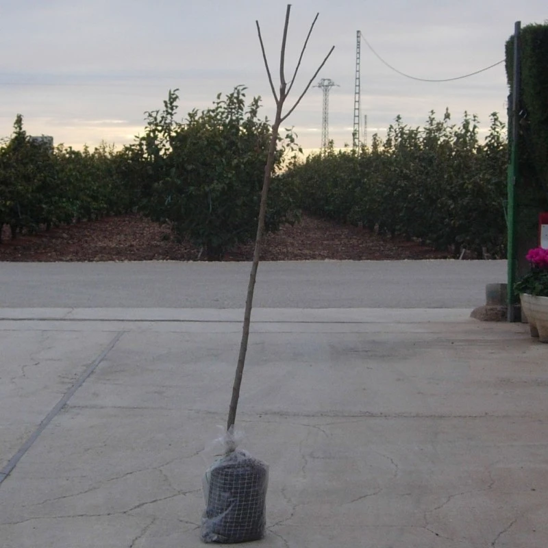 Ciruelo Black Beaty 3 Ciruelo Black Beaty