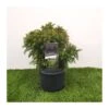 Cryptomeria Monstrosa Nana -Suministros De Jardineria Ventas 2024 cryptomeria monstrosa nana