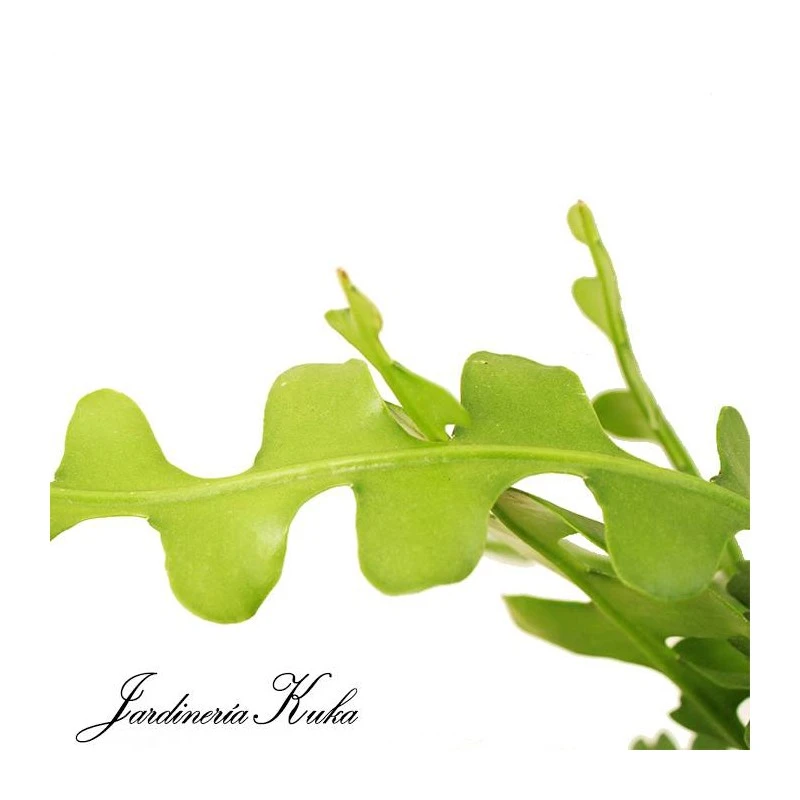 Epiphyllum Anguliger 4 Epiphyllum Anguliger - Imagen 2