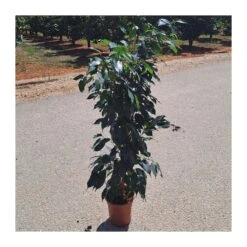 Ficus Benjamina Danielle -Suministros De Jardineria Ventas 2024 ficus benjamina danielle 1