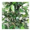 Ficus Benjamina Danielle 1 Ficus Benjamina Danielle -Suministros De Jardineria Ventas 2024 ficus benjamina danielle