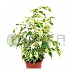 Ficus Benjamina Starlight -Suministros De Jardineria Ventas 2024 ficus benjamina starlight 1