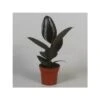 Ficus Elastica Abidjan -Suministros De Jardineria Ventas 2024 ficus elastica abidjan