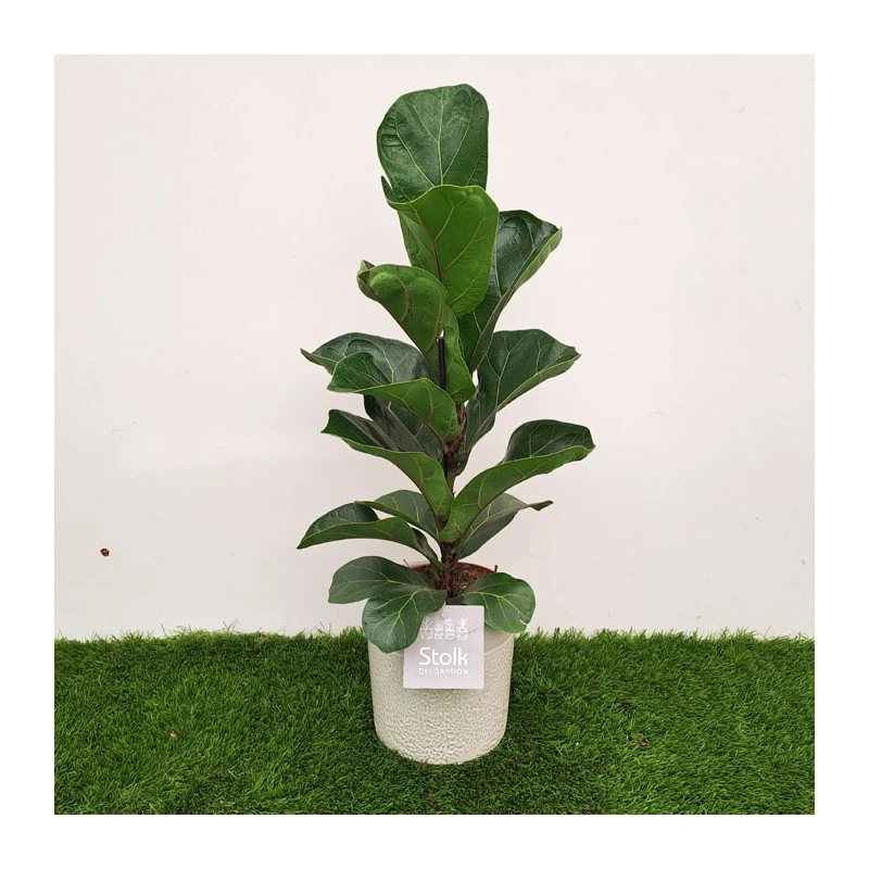 Ficus Lyrata 3 Ficus Lyrata - Imagen 2
