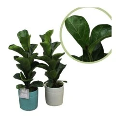 Ficus Lyrata 6 Ficus Lyrata -Suministros De Jardineria Ventas 2024 ficus lyrata 2