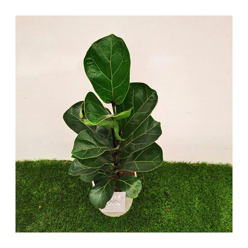 Ficus Lyrata 2 Ficus Lyrata