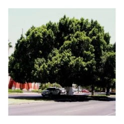 Ficus Retusa Nítida Ejemplar