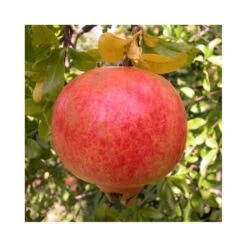 Granado Tendral De Valencia