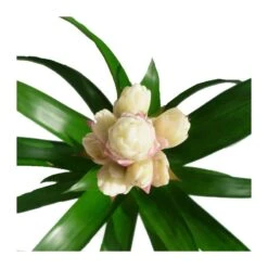 Guzmania Candy 6 Guzmania Candy -Suministros De Jardineria Ventas 2024 guzmania candy 1