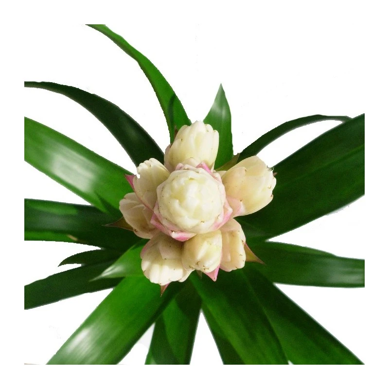 Guzmania Candy 4 Guzmania Candy - Imagen 2