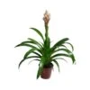Guzmania Candy -Suministros De Jardineria Ventas 2024 guzmania candy