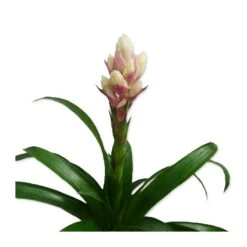 Guzmania Candy 7 Guzmania Candy -Suministros De Jardineria Ventas 2024 guzmania candy 2