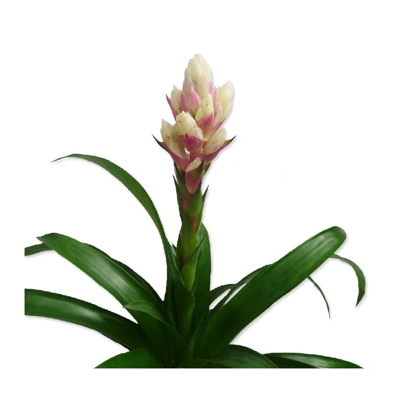 Guzmania Candy 5 Guzmania Candy - Imagen 3