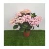 Hortensia Double Dutch Rosa Claro 1 Hortensia Double Dutch Rosa Claro -Suministros De Jardineria Ventas 2024 hortensia double dutch