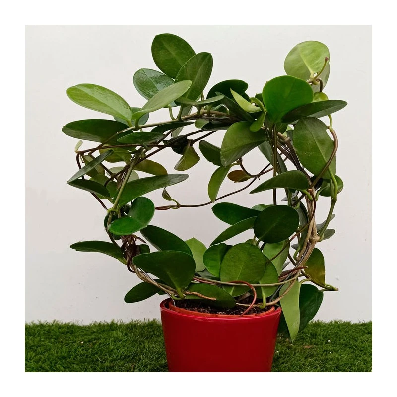 Hoya Australis Maceta Cerámica 3 Hoya Australis Maceta Cerámica