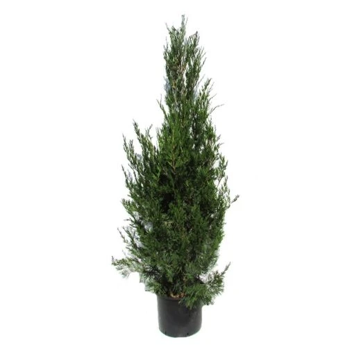 Juniperus Virginiana Helle 4 Juniperus Virginiana Helle -Suministros De Jardineria Ventas 2024 juniperus virginiana helle