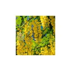 Laburnum Anagiroides