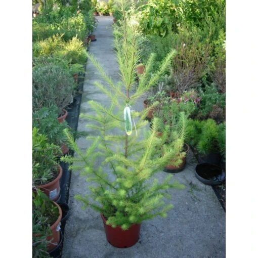 Larix Decidua 5 Larix Decidua -Suministros De Jardineria Ventas 2024 larix decidua