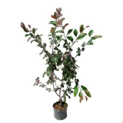 Gazebo Parts Direct Sales Store 14 Manzano Silvestre Japones. Malus Profusion