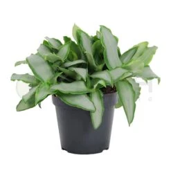 Murdannia Loriformis Brigh Star