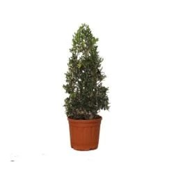 Olivera Forma Piramide Ejemplar