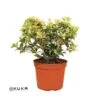 Osmanthus Heterophyllus Tricolor Goshiki -Suministros De Jardineria Ventas 2024 osmanthus heterophyllus tricolor goshiki
