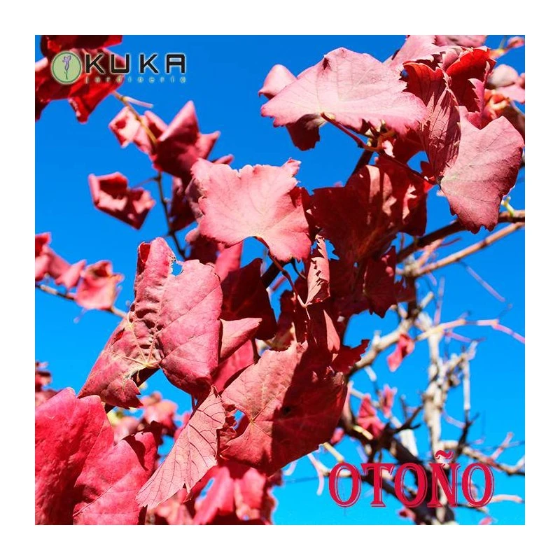 Parra Autumn Royal 4 Parra Autumn Royal - Imagen 2