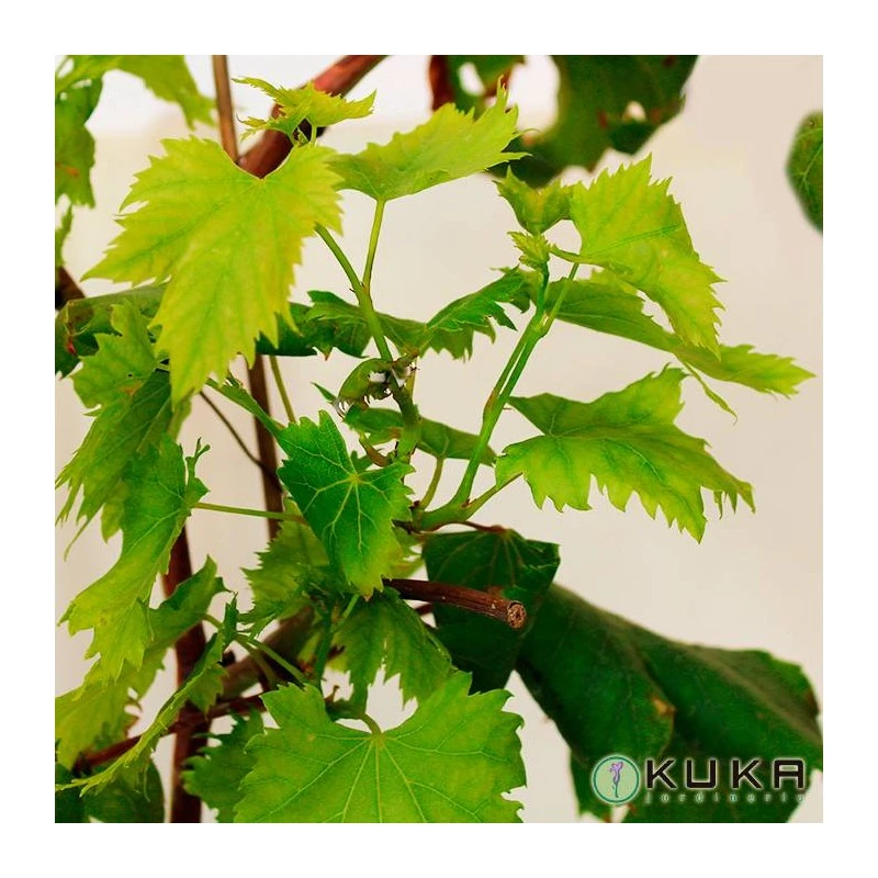 Parra Autumn Royal 3 Parra Autumn Royal