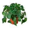 Peperomia Albiflora Rana Verde 2 Peperomia Albiflora Rana Verde -Suministros De Jardineria Ventas 2024 peperomia albiflora rana verde
