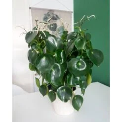 Peperomia Polybotrya Raindrio -Suministros De Jardineria Ventas 2024 peperomia polybotrya raindrio 1 2